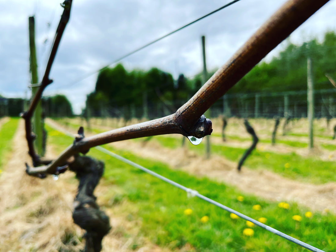 Running out of Winter into Spring