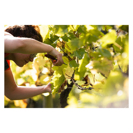 Wines for late summer drinking