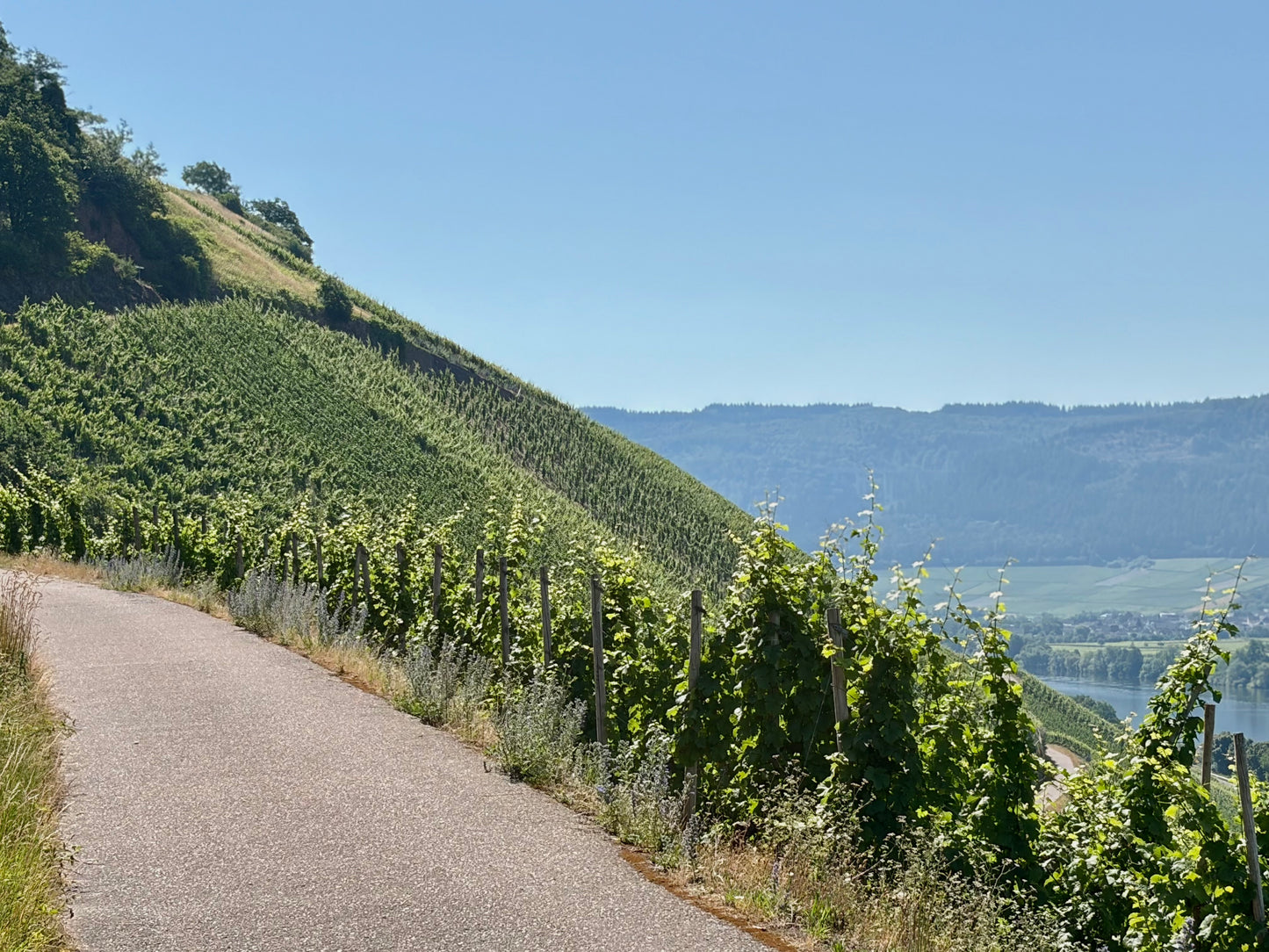 Andreas Bender, Riesling Dajoar, Mosel, Germany