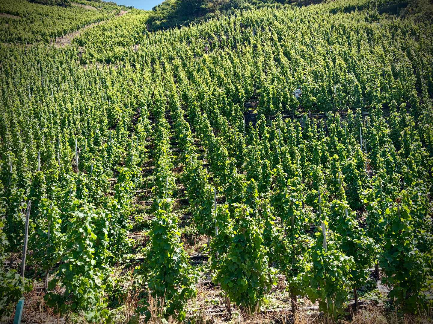 Andreas Bender, Dajoar Zenit Riesling 2022, Mosel, Germany
