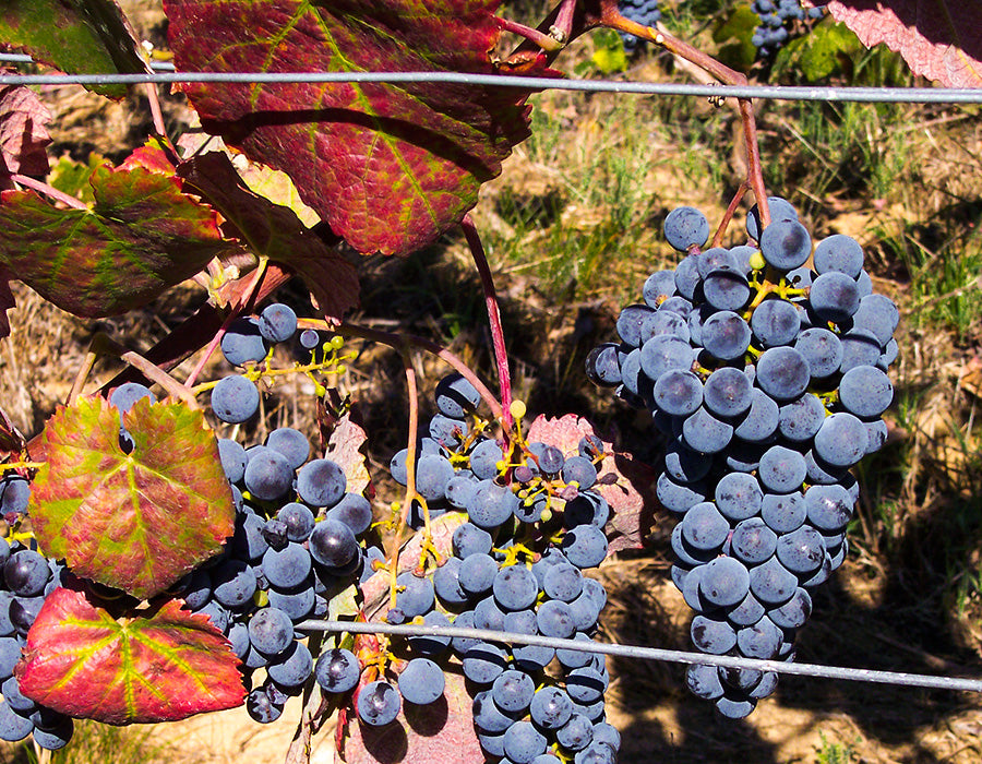 Coto de Gomariz, The Flower and the Bee Souson, Ribeiro, Galicia, Spain