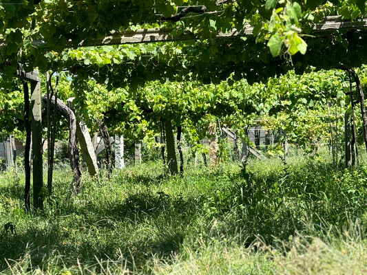 Alberto Nanclares, O Son Das Pisadas, Rias Baixas, Spain