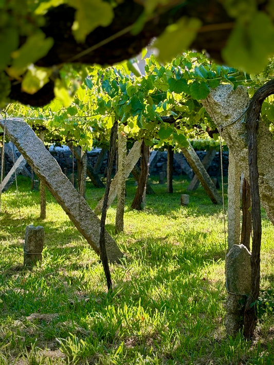 Zárate, Albariño, Rías Baixas, Spain