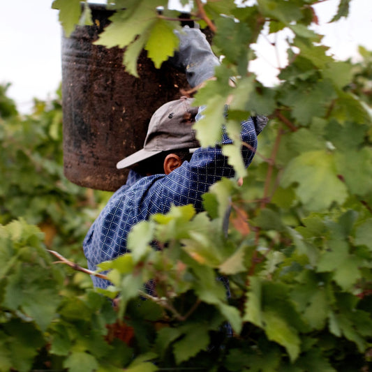 This Month We're Mainly Drinking - six great wines to drink just now - a six bottle box set