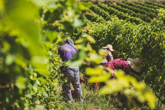 Ktima Apostolidi, Vidi Anno, Lofos 2023, Kavala, Greece