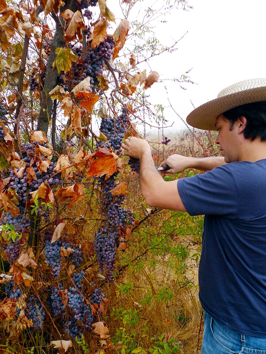 Villalobos, Silvestre, Carignan 2018, Valle del Colchagua, Chile