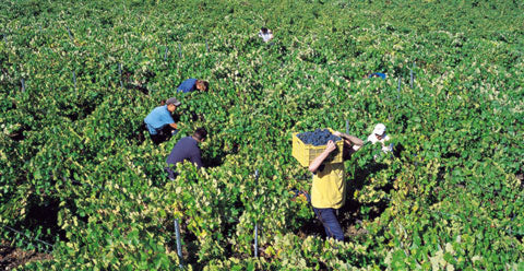 Castro Ventosa, El Castro de Valtuille, Bierzo, Spain