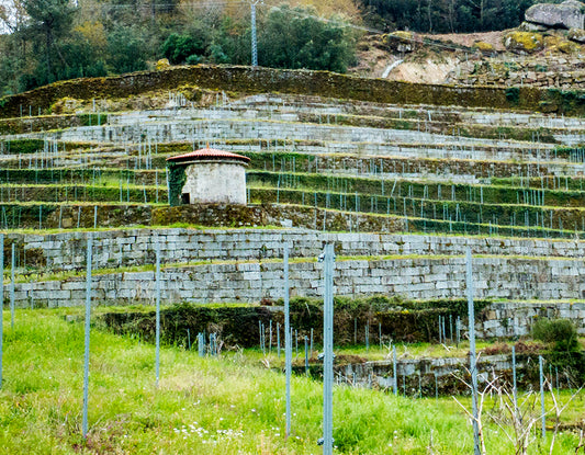 Coto de Gomariz, The Flower and the Bee Souson, Ribeiro, Galicia, Spain