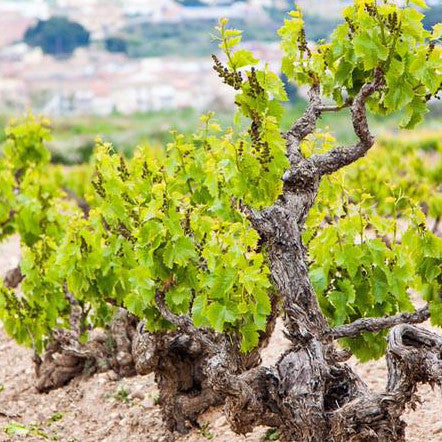 Adventures in Drinking Naturally - an intro to our world of wine - a six bottle box set