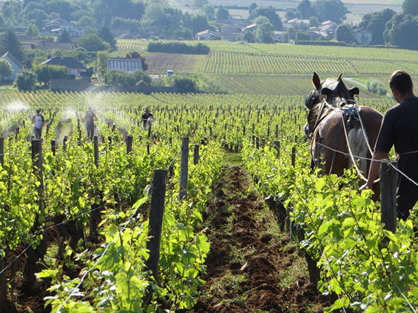 La Soufrandière, Saint-Véran, Climat "La Bonnode", Burgundy, France